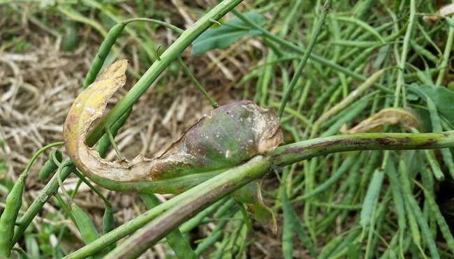 Oilseed rape with light leaf spot infection resulting in stem distortion. 